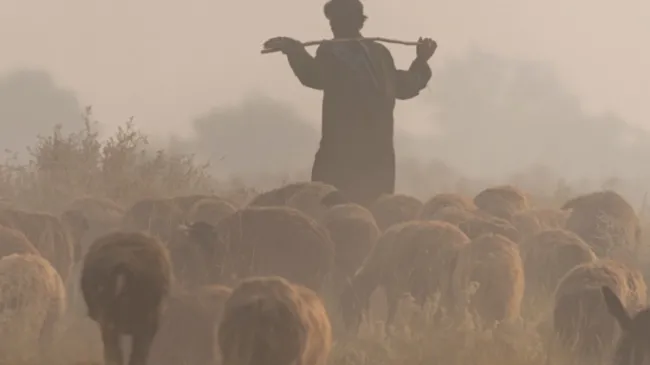 shepherd